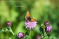 small copper butterfly-3